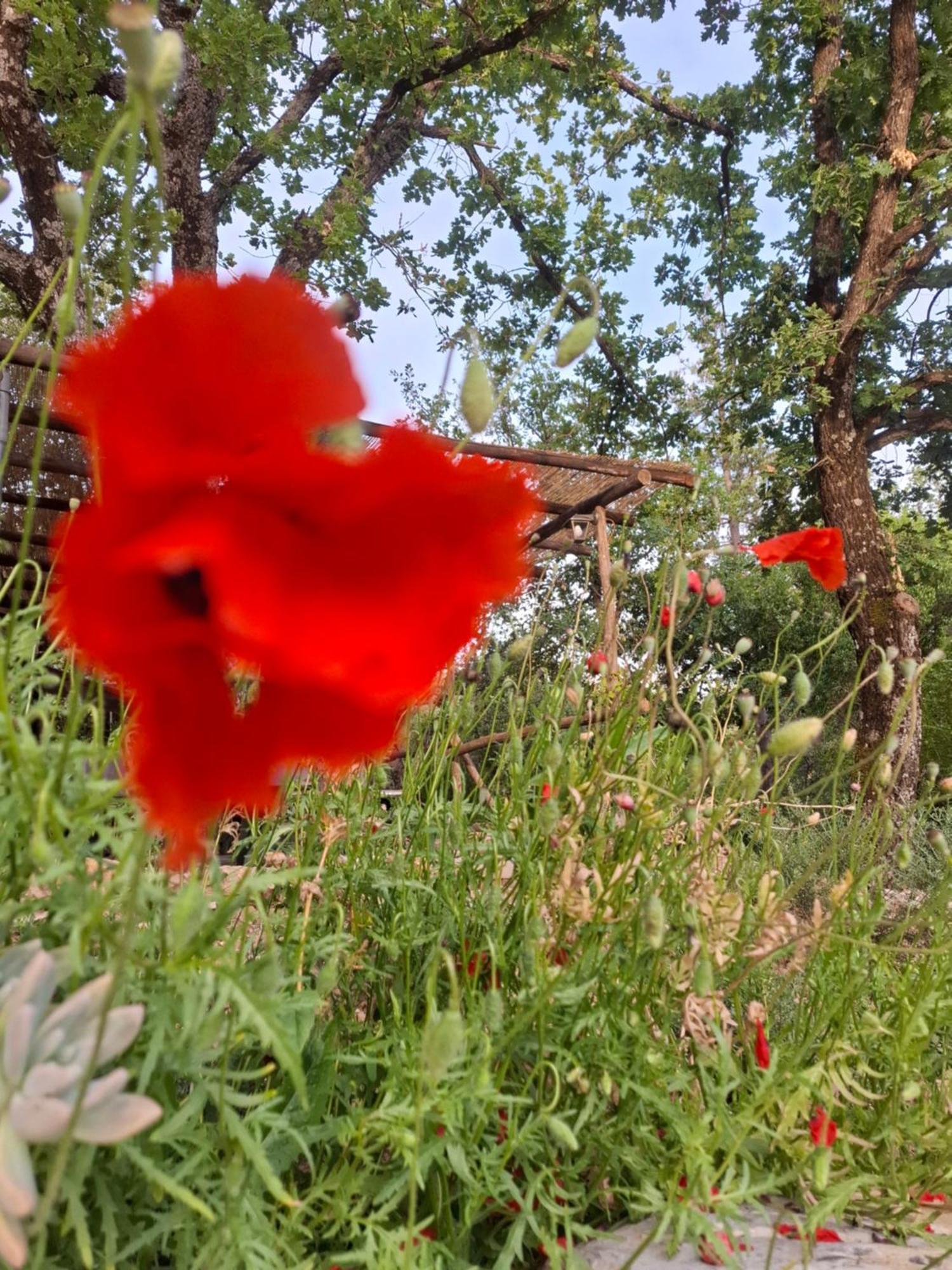 Monterotondo  Agriturismo E Glamping Serraiola Alta מראה חיצוני תמונה